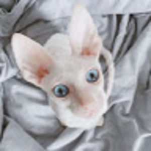 Meet your Posher, Alexandra